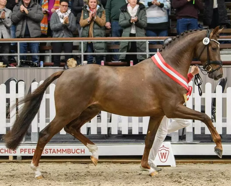 Vuelta Stallion